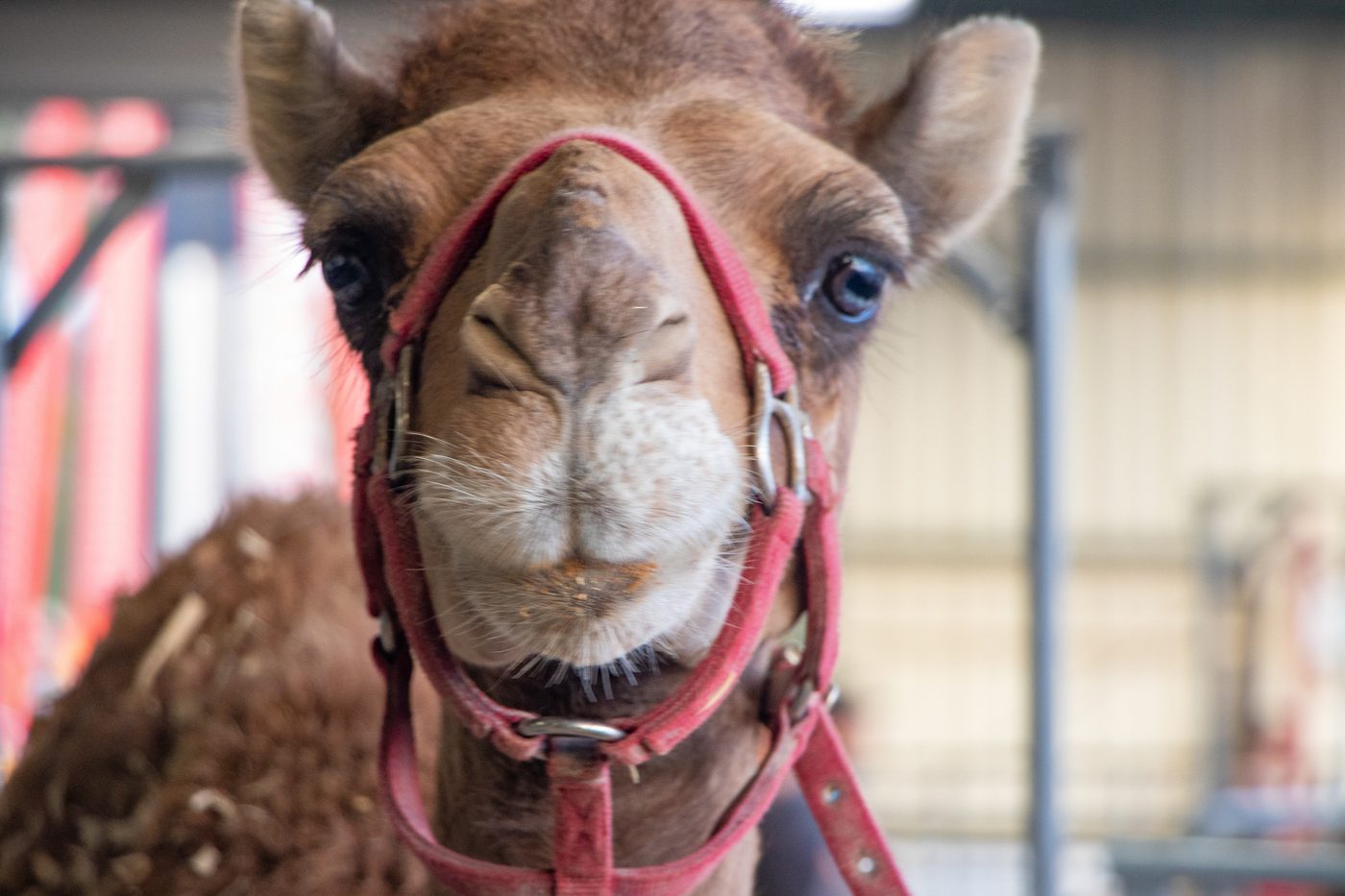 A close-up of a camel's face