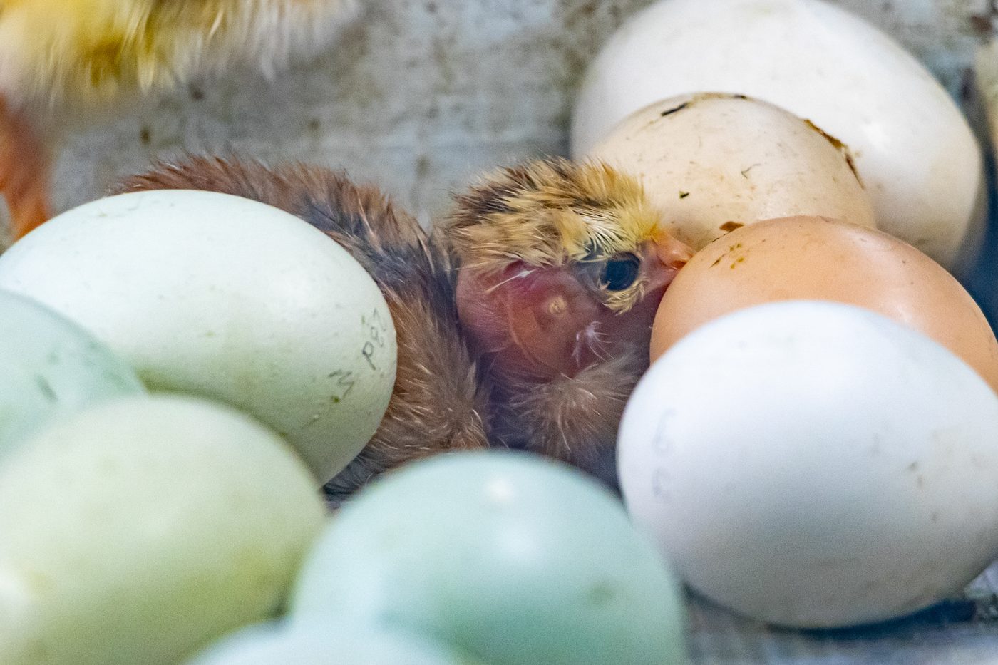 A chick hatching out of its egg