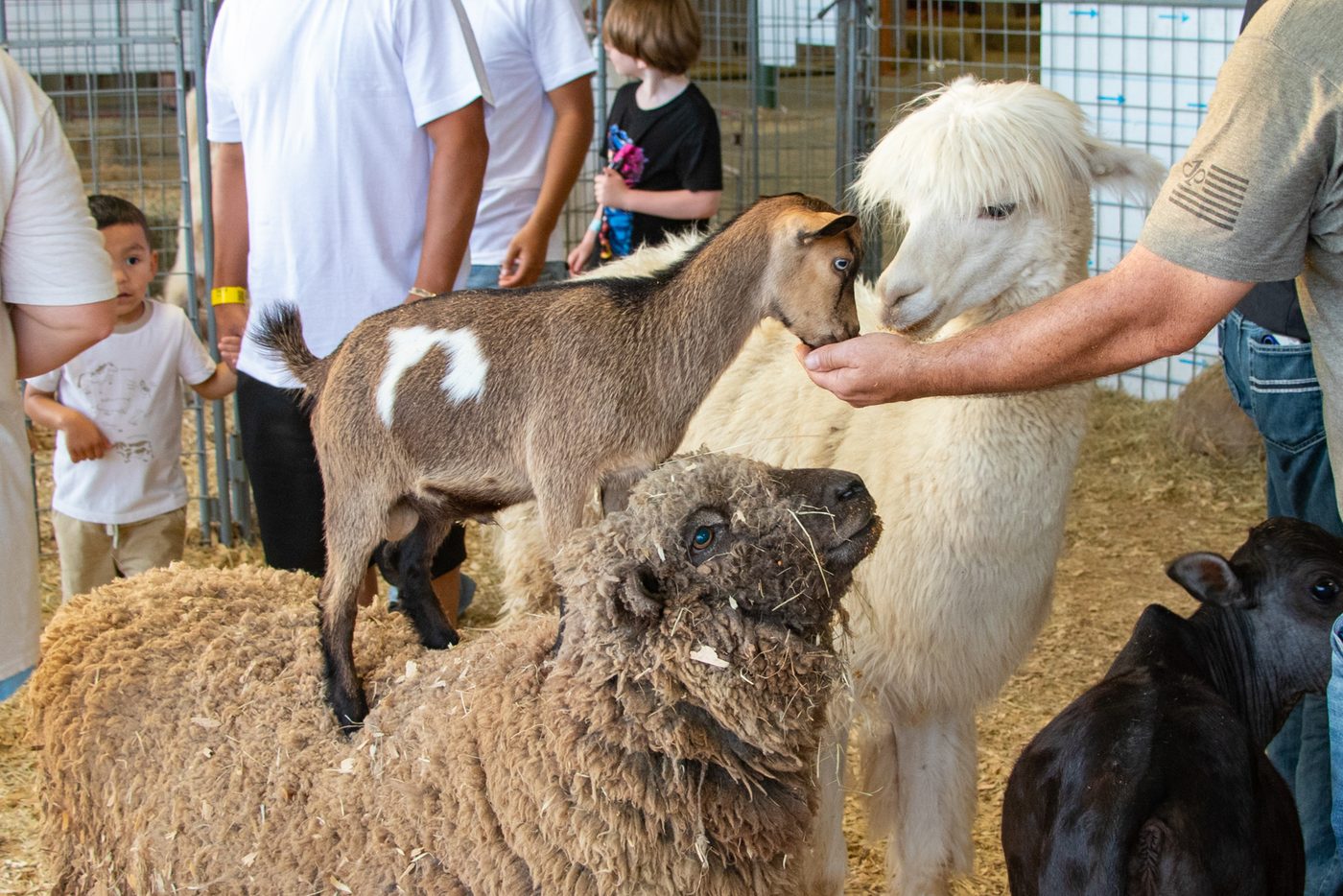 Kids and families petting several animals together